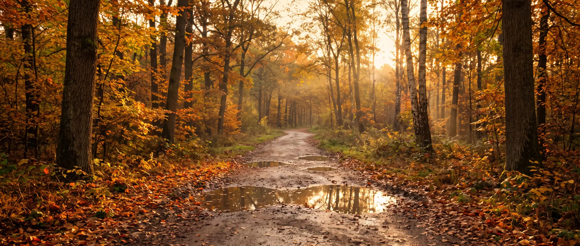Camino entre árboles de un bosque otoñal